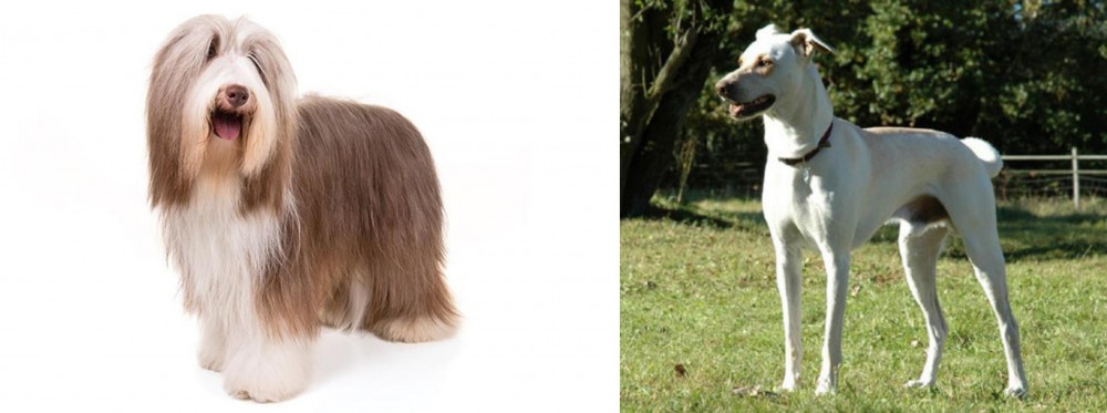 Cretan Hound vs Bearded Collie - Breed Comparison