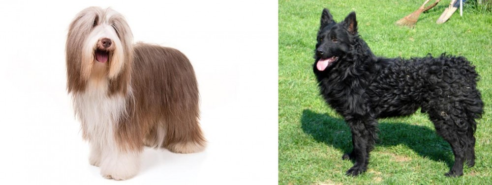 Croatian Sheepdog vs Bearded Collie - Breed Comparison