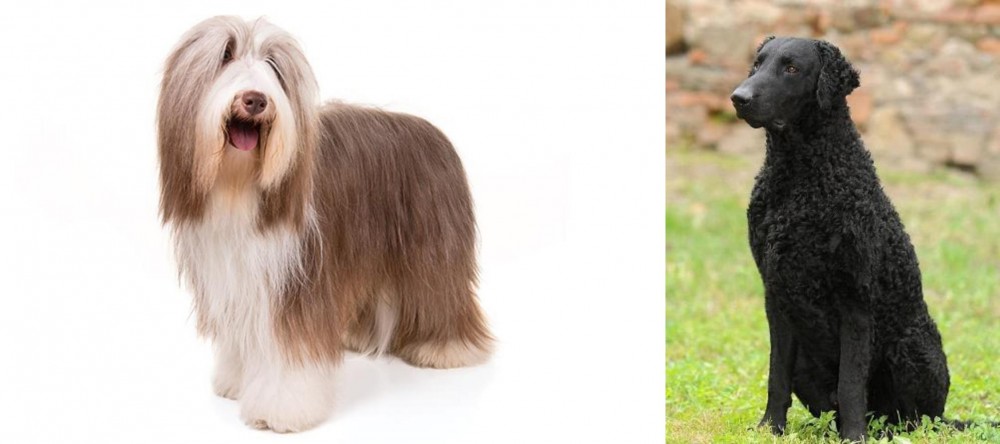 Curly Coated Retriever vs Bearded Collie - Breed Comparison