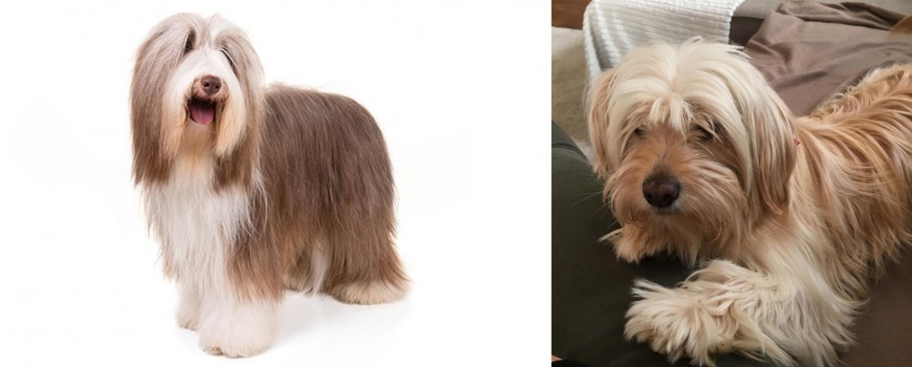Cyprus Poodle vs Bearded Collie - Breed Comparison