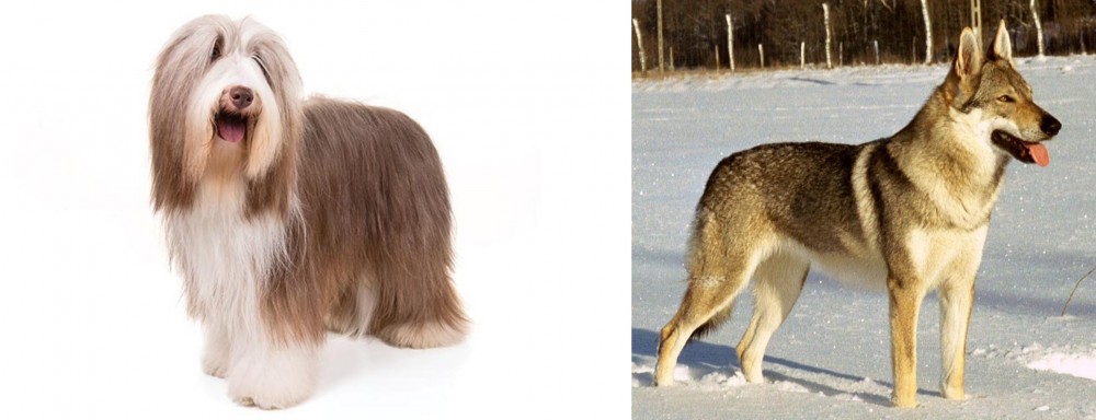 Czechoslovakian Wolfdog vs Bearded Collie - Breed Comparison