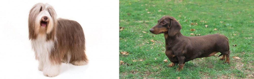 Dachshund vs Bearded Collie - Breed Comparison