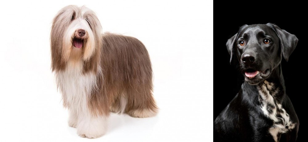 Dalmador vs Bearded Collie - Breed Comparison