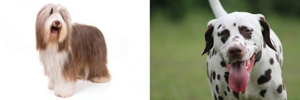 Dalmatian vs Bearded Collie - Breed Comparison