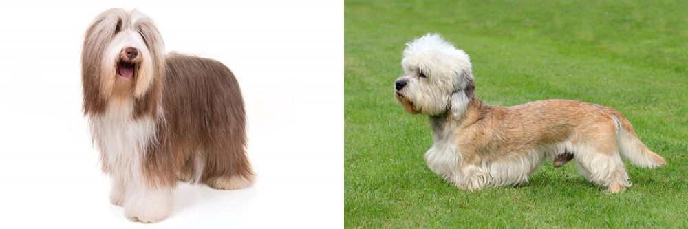 Dandie Dinmont Terrier vs Bearded Collie - Breed Comparison