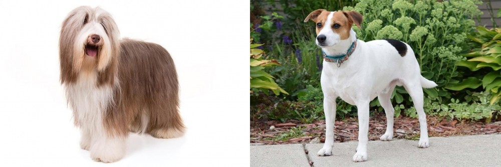 Danish Swedish Farmdog vs Bearded Collie - Breed Comparison