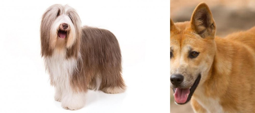 Dingo vs Bearded Collie - Breed Comparison