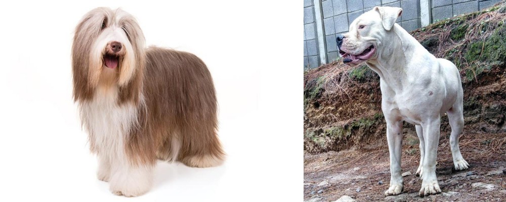 Dogo Guatemalteco vs Bearded Collie - Breed Comparison