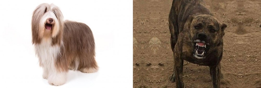 Dogo Sardesco vs Bearded Collie - Breed Comparison