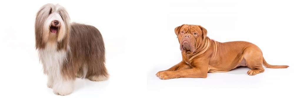 Dogue De Bordeaux vs Bearded Collie - Breed Comparison