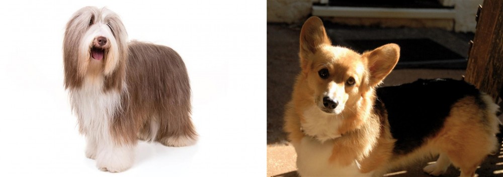 Dorgi vs Bearded Collie - Breed Comparison