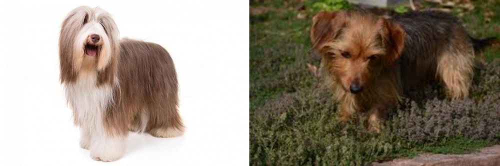 Dorkie vs Bearded Collie - Breed Comparison