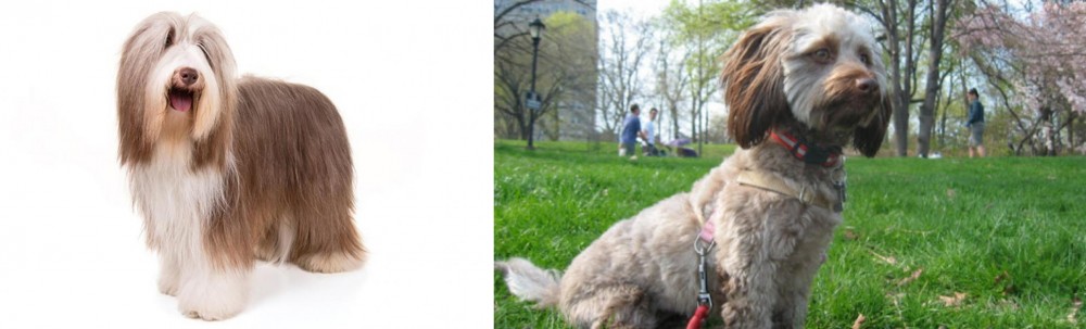 Doxiepoo vs Bearded Collie - Breed Comparison