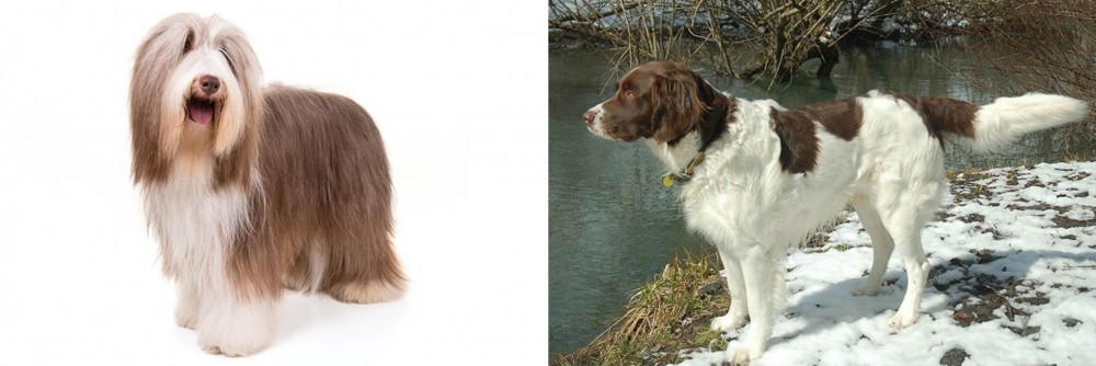 Drentse Patrijshond vs Bearded Collie - Breed Comparison