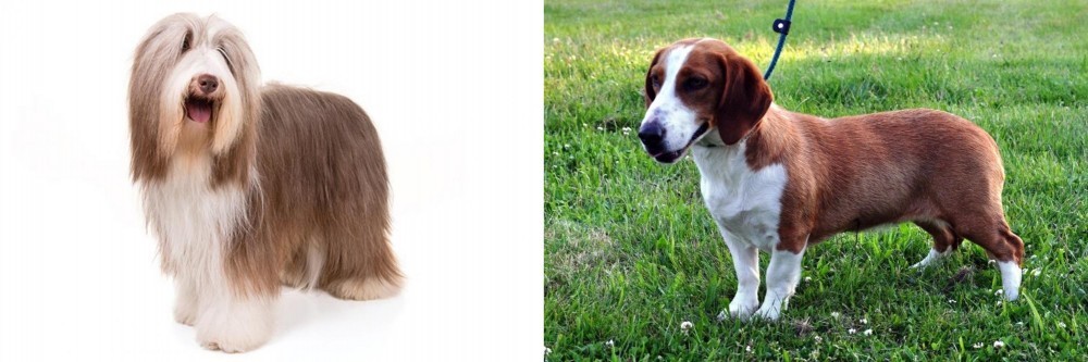 Drever vs Bearded Collie - Breed Comparison