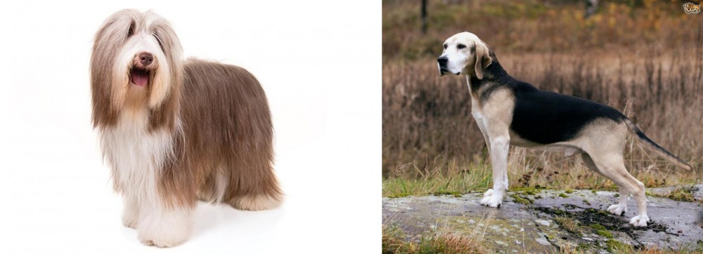 Dunker vs Bearded Collie - Breed Comparison