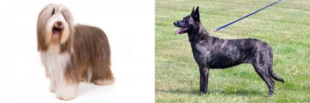 Dutch Shepherd vs Bearded Collie - Breed Comparison