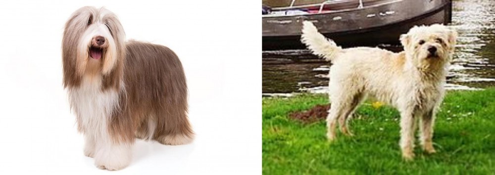 Dutch Smoushond vs Bearded Collie - Breed Comparison
