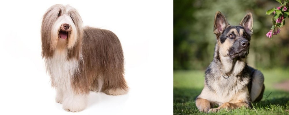 East European Shepherd vs Bearded Collie - Breed Comparison