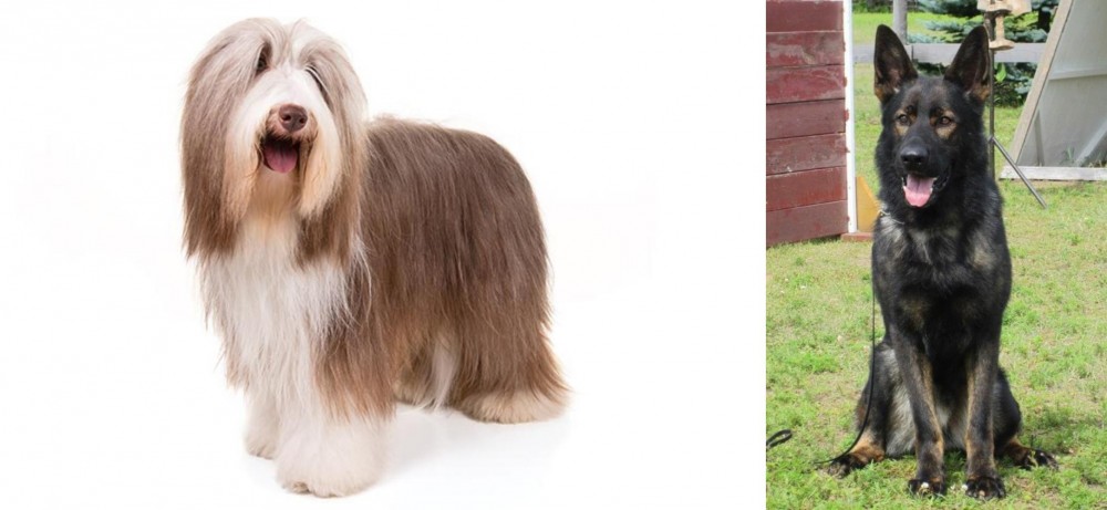 East German Shepherd vs Bearded Collie - Breed Comparison