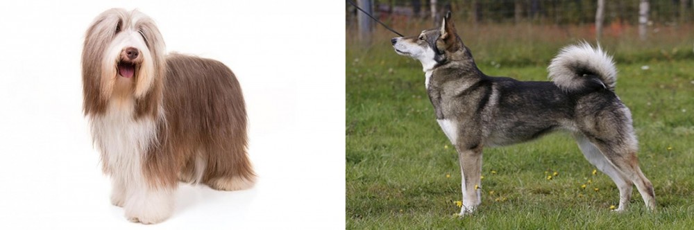 East Siberian Laika vs Bearded Collie - Breed Comparison