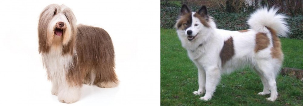 Elo vs Bearded Collie - Breed Comparison