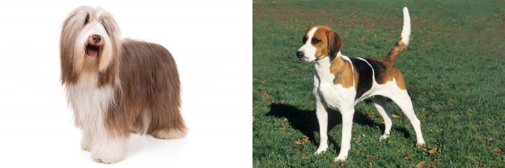 English Foxhound vs Bearded Collie - Breed Comparison