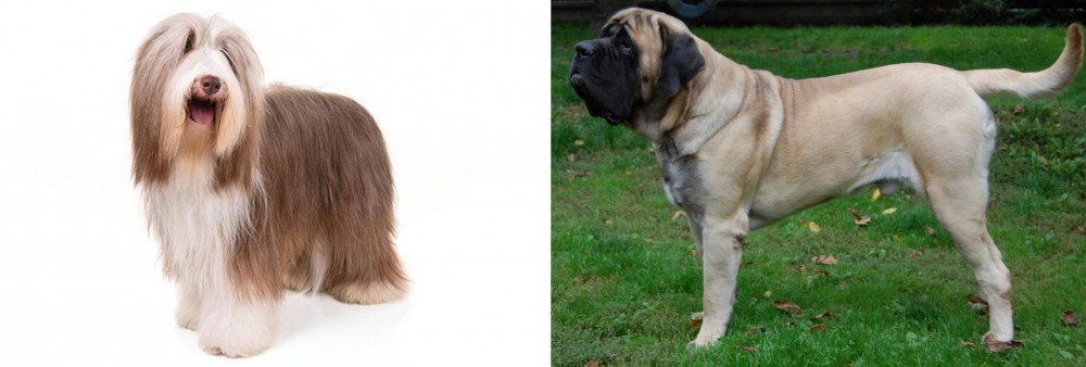 English Mastiff vs Bearded Collie - Breed Comparison