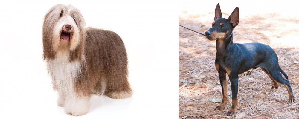 English Toy Terrier (Black & Tan) vs Bearded Collie - Breed Comparison