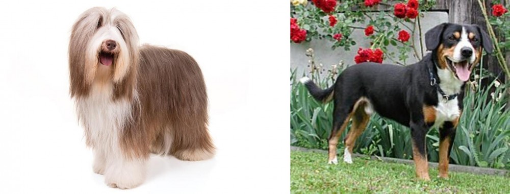 Entlebucher Mountain Dog vs Bearded Collie - Breed Comparison