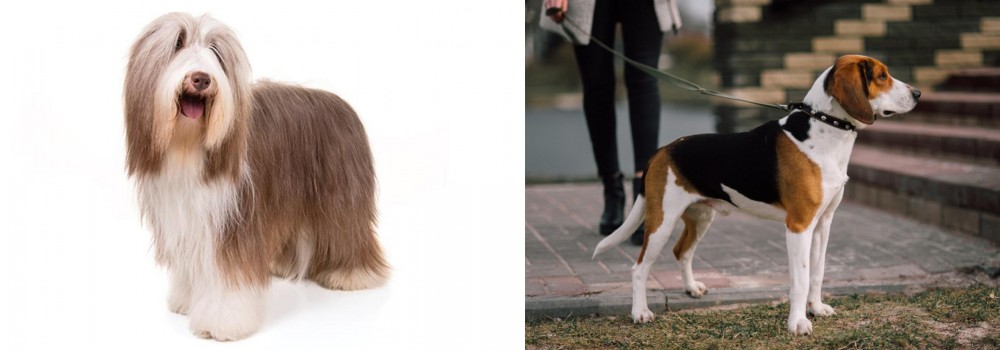 Estonian Hound vs Bearded Collie - Breed Comparison