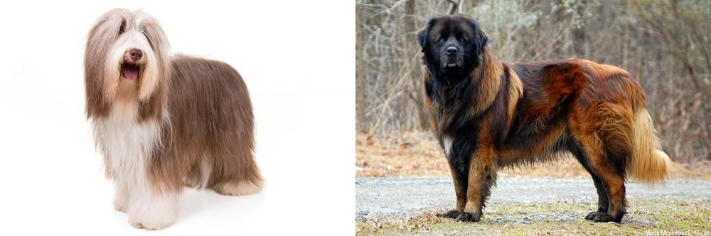 Estrela Mountain Dog vs Bearded Collie - Breed Comparison