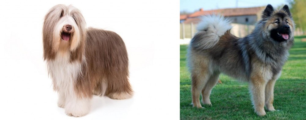 Eurasier vs Bearded Collie - Breed Comparison