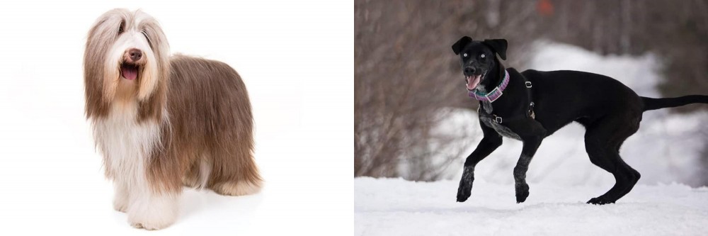 Eurohound vs Bearded Collie - Breed Comparison