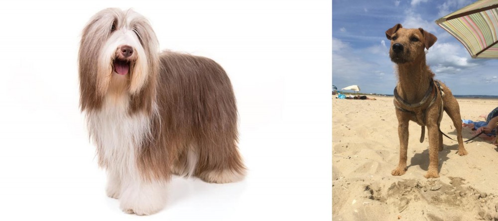Fell Terrier vs Bearded Collie - Breed Comparison
