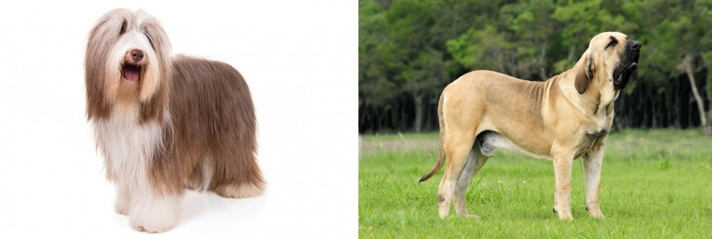 Fila Brasileiro vs Bearded Collie - Breed Comparison