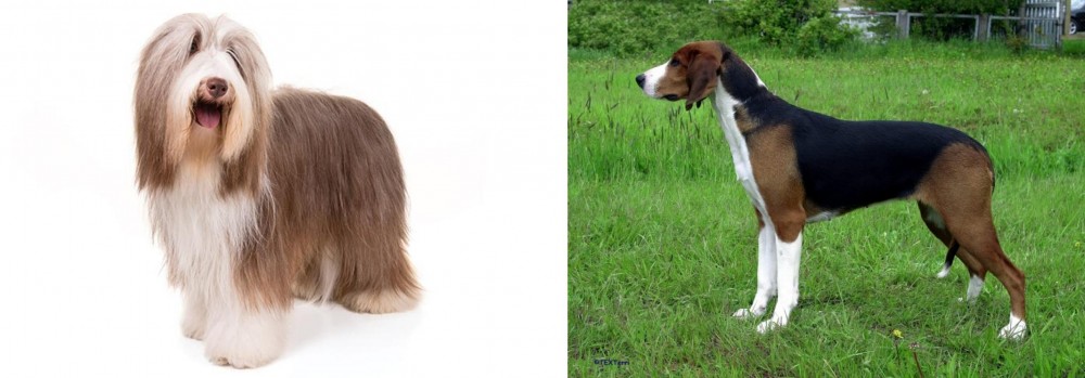 Finnish Hound vs Bearded Collie - Breed Comparison