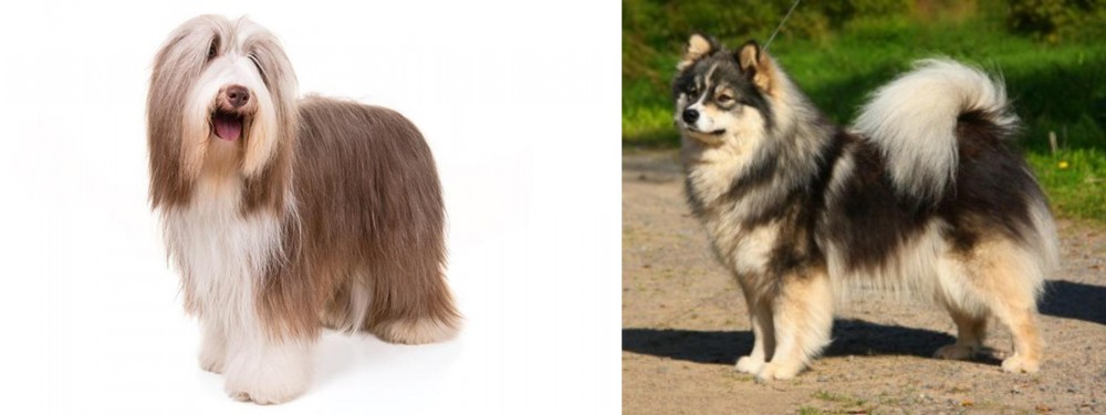 Finnish Lapphund vs Bearded Collie - Breed Comparison
