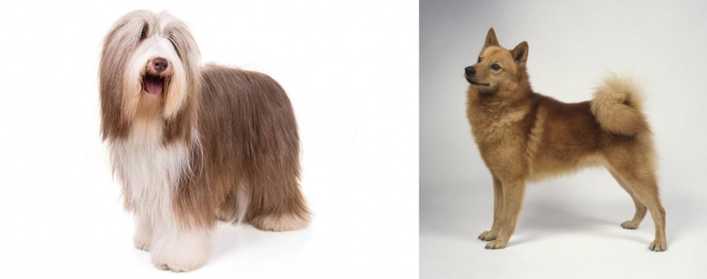 Finnish Spitz vs Bearded Collie - Breed Comparison