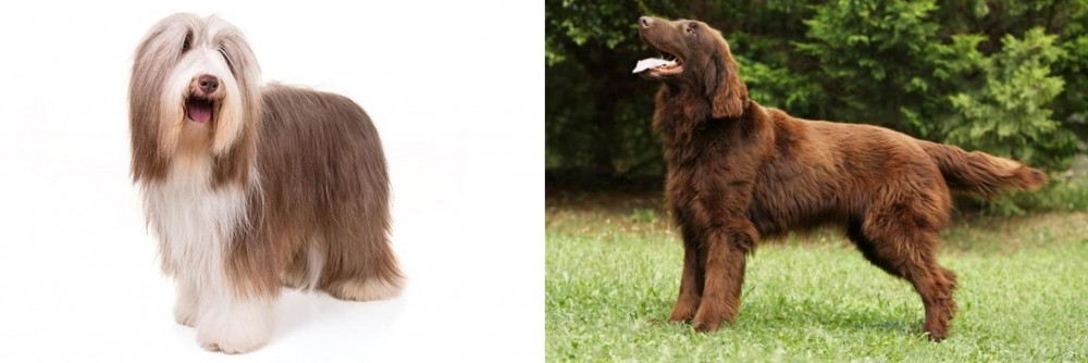 Flat-Coated Retriever vs Bearded Collie - Breed Comparison