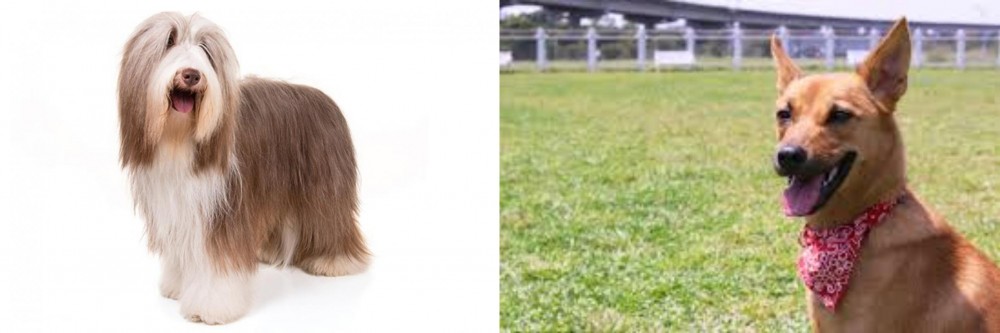 Formosan Mountain Dog vs Bearded Collie - Breed Comparison