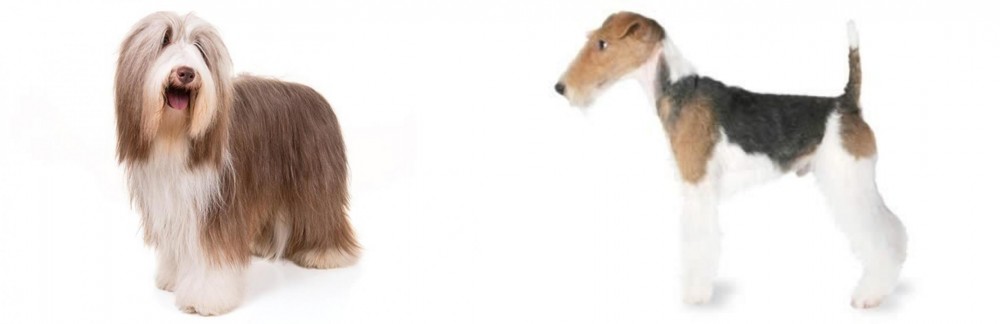 Fox Terrier vs Bearded Collie - Breed Comparison