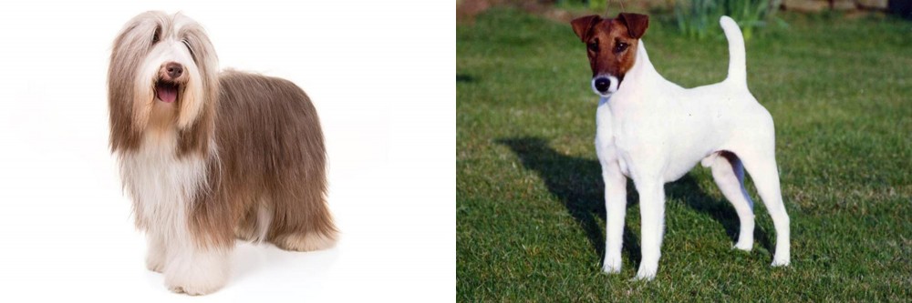Fox Terrier (Smooth) vs Bearded Collie - Breed Comparison