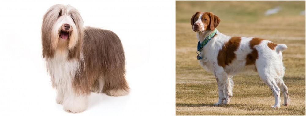 French Brittany vs Bearded Collie - Breed Comparison