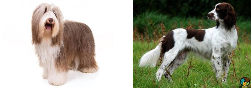 French Spaniel vs Bearded Collie - Breed Comparison
