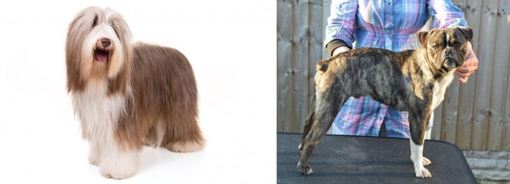Fruggle vs Bearded Collie - Breed Comparison