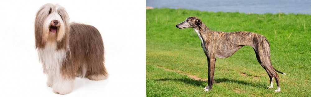 Galgo Espanol vs Bearded Collie - Breed Comparison