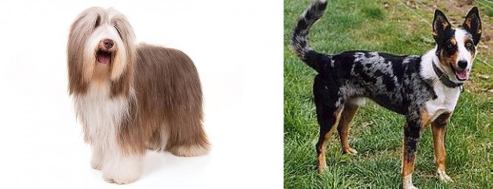 German Coolie vs Bearded Collie - Breed Comparison