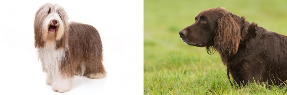 German Longhaired Pointer vs Bearded Collie - Breed Comparison