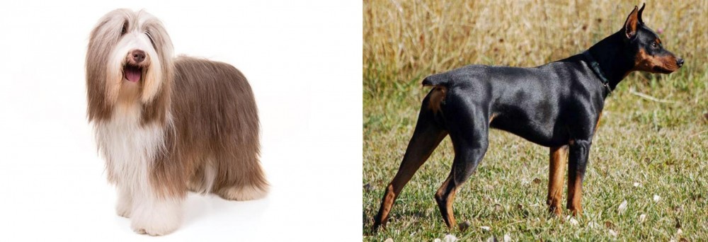 German Pinscher vs Bearded Collie - Breed Comparison